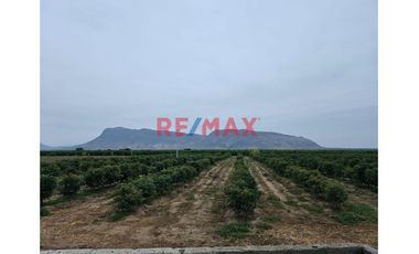 146 hectáreas tituladas en Olmos sector tierra Rajada, listas para sembrar todo tipo de productos para agro exportación, buen clima todo el año, cerca