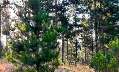 Terreno en Vecta Loteo Alto Boyeruca - Comuna de Vichuquén