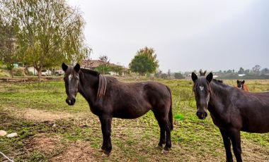 Melipilla, excelente parcela ecuestre