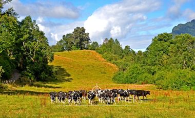Campo ganadero Futrono