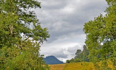 Campo ganadero Futrono