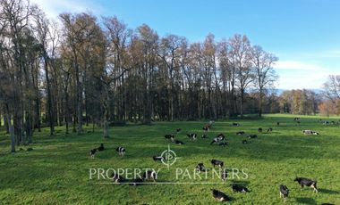 Campo lechero Paillaco