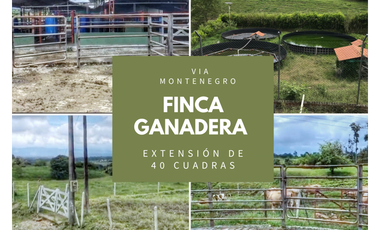 FINCA GANADERA MONTENEGRO QUINDIO 4805