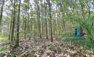VENDO FINCA DE 3HECTAREAS COLINDANTE CON QUEBRADA