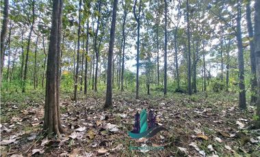 VENDO FINCA DE 3HECTAREAS COLINDANTE CON QUEBRADA