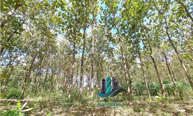 VENDO FINCA DE 3HECTAREAS COLINDANTE CON QUEBRADA