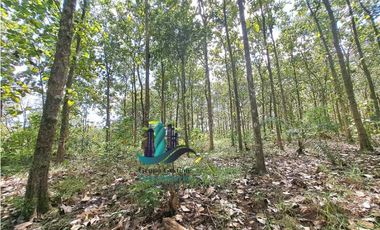 VENDO FINCA DE 3HECTAREAS COLINDANTE CON QUEBRADA