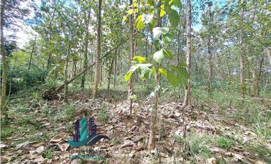 VENDO FINCA DE 3HECTAREAS COLINDANTE CON QUEBRADA