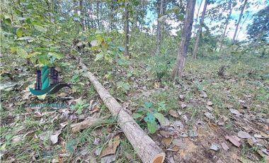 VENDO FINCA DE 3HECTAREAS COLINDANTE CON QUEBRADA