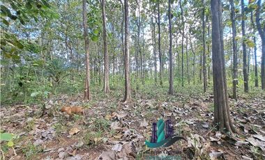 VENDO FINCA DE 3HECTAREAS COLINDANTE CON QUEBRADA