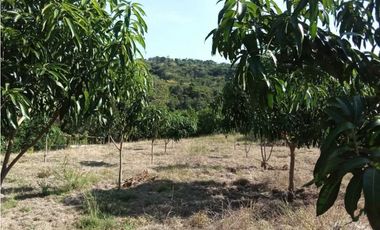 Venta de finca de 1 hectárea de 450 mill en Tocaima Cund, COL