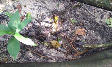 FINCA EN BONDA-SANTA MARTA