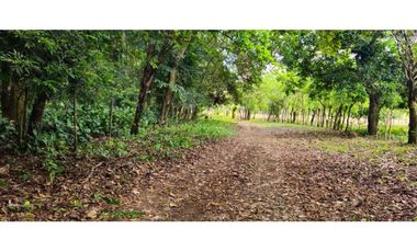 VENDO 1 HAS EN EL HIGO DE DOLEGA