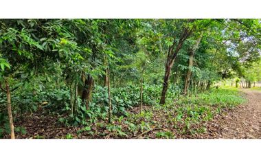 VENDO 1 HAS EN EL HIGO DE DOLEGA