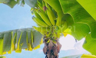 VENDO CASA/FINCA CAMPESTRE ZONA RURAL PALMIRA CORREGIMIENTO MATAPALO