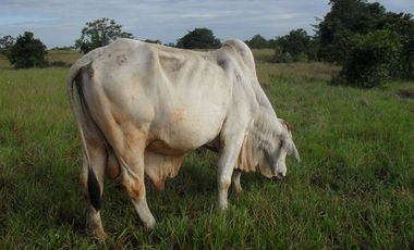 FINCA en VENTA en Cumaribo Guanape