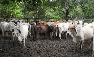 FINCA en VENTA en Cumaribo Guanape