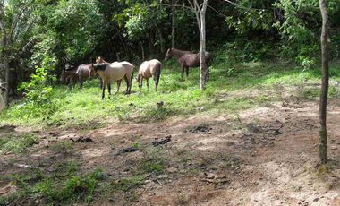 FINCA en VENTA en Cumaribo Guanape