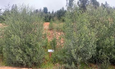 Sitio en Venta en Pingueral