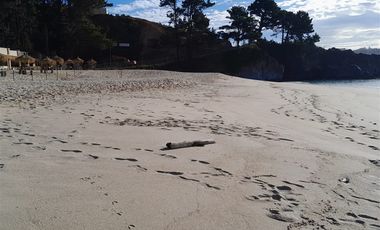 Sitio en Venta en Pingueral