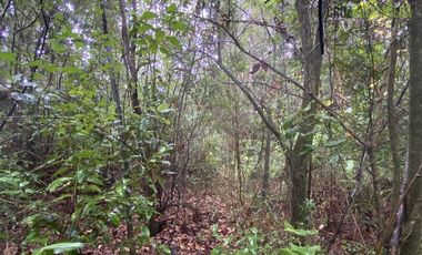 Parcela en Venta en Condominio El Pangue, km 6 camino a Ensenada, lindo bosque nativo y pradera