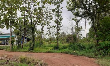 Land for sale in Wang Lum, Phichit