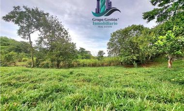 VENDO FINCA DE 13 HECTAREAS EN BUGABA A 700M.S.N.M.