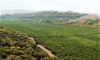 Venta de Fundo Agrícola en Cañete: 82 Has con Cultivos de Exportación