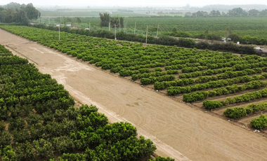 ¡Oportunidad! Terreno agrícola en venta de 20 Ha en San Vicente Cañete