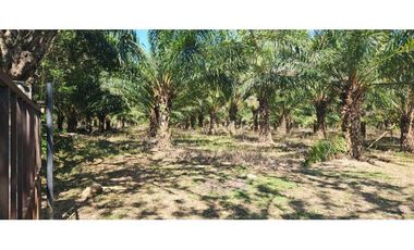 FINCA DE 11.7 CON SIEMBRO DE PALMA ACEITERA