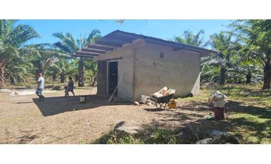 FINCA DE 11.7 CON SIEMBRO DE PALMA ACEITERA