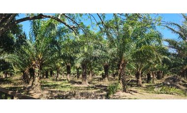 FINCA DE 11.7 CON SIEMBRO DE PALMA ACEITERA