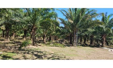 FINCA DE 11.7 CON SIEMBRO DE PALMA ACEITERA