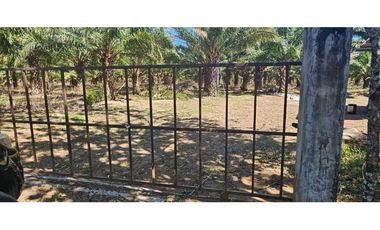 FINCA DE 11.7 CON SIEMBRO DE PALMA ACEITERA