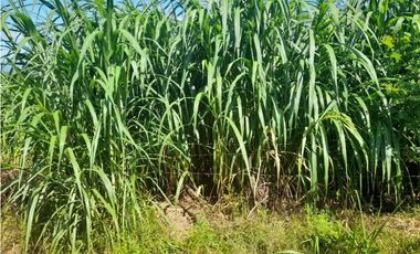 VENDO FINCA DE 198 HECTAREAS VOLCAN