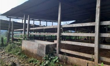 VENDO FINCA DE 198 HECTAREAS VOLCAN