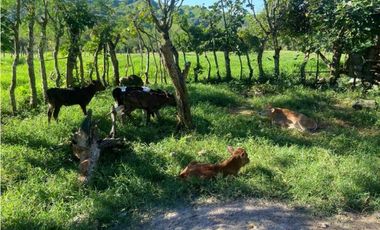 VENDO FINCA DE 198 HECTAREAS VOLCAN
