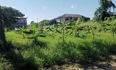 Land for sale in Nong Chom, Chiang Mai