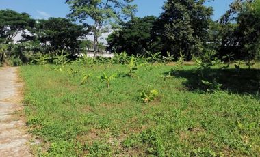 Land for sale in Nong Chom, Chiang Mai