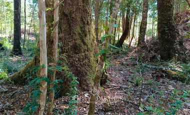 Terrenos de bosque nativo a 15 km de Panguipulli.