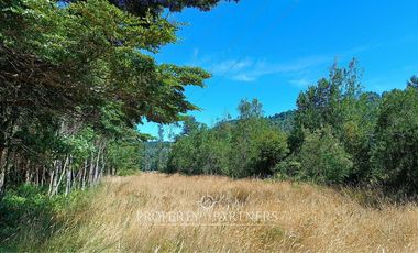 Terrenos de bosque nativo a 15 km de Panguipulli.