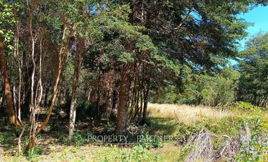 Terrenos de bosque nativo a 15 km de Panguipulli.