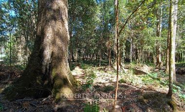 Terrenos de bosque nativo a 15 km de Panguipulli.