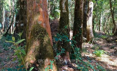 Terrenos de bosque nativo a 15 km de Panguipulli.