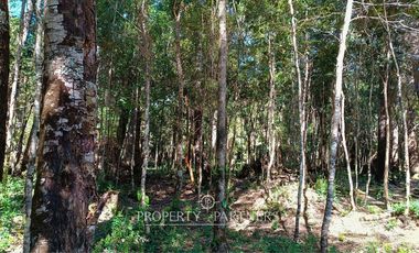 Terrenos de bosque nativo a 15 km de Panguipulli.