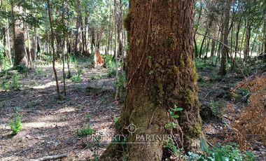 Terrenos de bosque nativo a 15 km de Panguipulli.