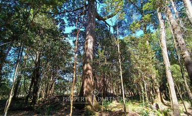 Terrenos de bosque nativo a 15 km de Panguipulli.