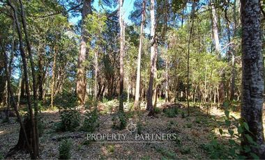 Terrenos de bosque nativo a 15 km de Panguipulli.