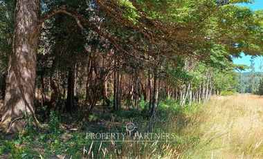 Terrenos de bosque nativo a 15 km de Panguipulli.