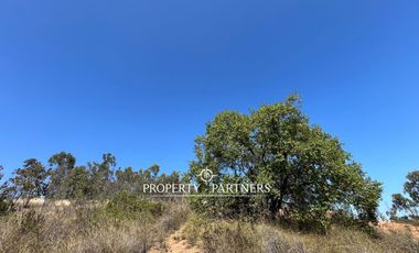 Casablanca, Maravillosa parcela con arboles nativos